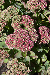 Pool Party Stonecrop (Sedum 'Pool Party') at A Very Successful Garden Center
