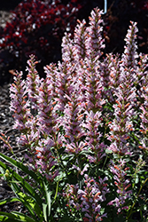 Pink Pearl Hyssop (Agastache 'Pink Pearl') at Stonegate Gardens