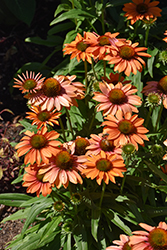 Prima Ginger Coneflower (Echinacea 'TNECHPG') at A Very Successful Garden Center