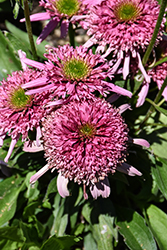 Sundial Pink Coneflower (Echinacea 'Sundial Pink') at A Very Successful Garden Center