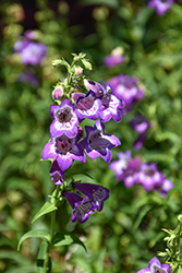 Cha Cha Lavender Beard Tongue (Penstemon 'Cha Cha Lavender') at A Very Successful Garden Center