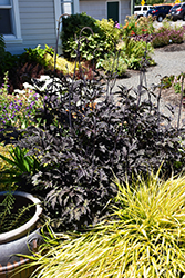 Black Negligee Bugbane (Actaea racemosa 'Black Negligee') at Stonegate Gardens