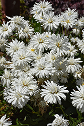 Mt. Hood Shasta Daisy (Leucanthemum x superbum 'Mt. Hood') at A Very Successful Garden Center