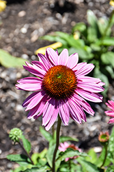 Ruby Giant Coneflower (Echinacea purpurea 'Ruby Giant') at A Very Successful Garden Center