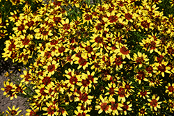 Firefly Tickseed (Coreopsis 'Firefly') at Stonegate Gardens