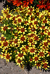 Firefly Tickseed (Coreopsis 'Firefly') at Stonegate Gardens
