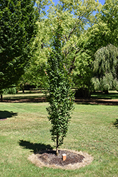 Lucas Columnar Hornbeam (Carpinus betulus 'Lucas') at A Very Successful Garden Center
