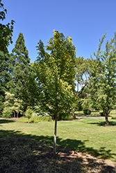 Symatree Maple (Acer saccharinum 'JFS H1') at A Very Successful Garden Center