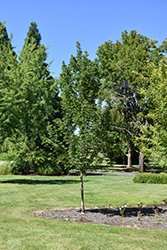 Powder Keg Sugar Maple (Acer saccharum 'Whit XLIX') at A Very Successful Garden Center