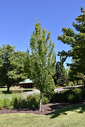 Streetside Maple (Acer campestre 'JFS Schichtel2') at A Very Successful Garden Center
