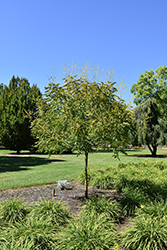 Summerburst Golden Rain Tree (Koelreuteria paniculata 'JFS-Sunleaf') at Lakeshore Garden Centres