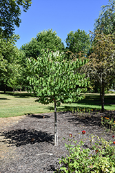 Northern Lites Redbud (Cercis canadensis 'WFHnoli') at A Very Successful Garden Center