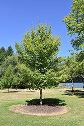 Mesa Glow Bigtooth Maple (Acer grandidentatum 'JFS-NuMex 3') at Stonegate Gardens