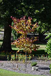Flame Thrower Redbud (Cercis canadensis 'NC2016-2') at A Very Successful Garden Center