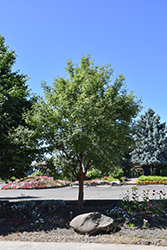 Fireburst Paperbark Maple (Acer griseum 'JFS KW8AGRI') at Stonegate Gardens