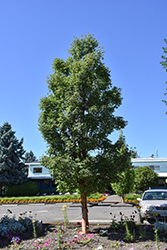 Copper Rocket Paperbark Maple (Acer griseum 'JFS KW22AGRI') at Lakeshore Garden Centres