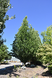 Skinny Genes Oak (Quercus 'JFS-KW2QX') at Lakeshore Garden Centres