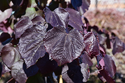 Black Pearl Redbud (Cercis canadensis 'JN16') at A Very Successful Garden Center