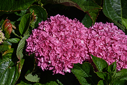 Double Delights Perfection Hydrangea (Hydrangea macrophylla 'Perfection') at A Very Successful Garden Center