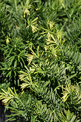 Hedgehog Japanese Plum Yew (Cephalotaxus harringtonia 'Hedgehog') at A Very Successful Garden Center