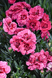 Oscar Cherry and Velvet Carnation (Dianthus caryophyllus 'KLEDP07089') at A Very Successful Garden Center