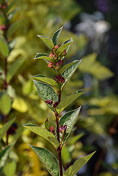 Twinberry Honeysuckle (Lonicera involucrata) at Stonegate Gardens