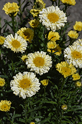 Realflor Real Goldcup Shasta Daisy (Leucanthemum x superbum 'Real Goldcup') at Lakeshore Garden Centres