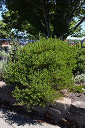 Howard McMinn Manzanita (Arctostaphylos densiflora 'Howard McMinn') at Lakeshore Garden Centres