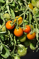 Tumbler Tomato (Solanum lycopersicum 'Tumbler') at A Very Successful Garden Center