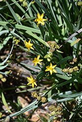 Golden Blue-Eyed Grass (Sisyrinchium californicum) at A Very Successful Garden Center