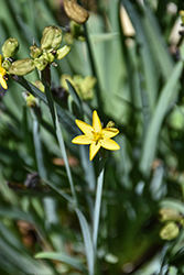 Golden Blue-Eyed Grass (Sisyrinchium californicum) at A Very Successful Garden Center