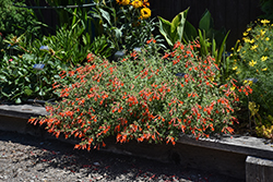 Orange Carpet Creeping Hummingbird Trumpet (Epilobium canum 'PWWG01S') at A Very Successful Garden Center