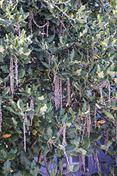 Silk Tassel Bush (Garrya elliptica) at A Very Successful Garden Center