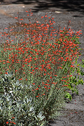 California Fuchsia (Epilobium canum) at A Very Successful Garden Center