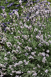 Vintro White Lavender (Lavandula angustifolia 'Vintro White') at Stonegate Gardens