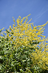 Summerburst Golden Rain Tree (Koelreuteria paniculata 'JFS-Sunleaf') at A Very Successful Garden Center