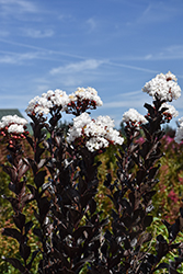 Summerlasting Coconut Crapemyrtle (Lagerstroemia indica 'HOCH873') at Lakeshore Garden Centres