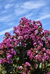 Maroon Star Crapemyrtle (Lagerstroemia indica 'Maroon Star') at Lakeshore Garden Centres