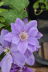 Filigree Clematis (Clematis 'Evipo029') at A Very Successful Garden Center