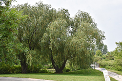 Wisconsin Weeping Willow (Salix x pendulina 'Wisconsin') at A Very Successful Garden Center