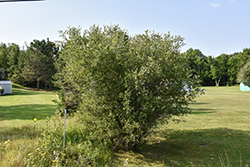 Bebb Willow (Salix bebbiana) at A Very Successful Garden Center