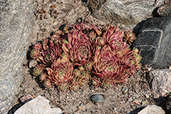 Chick Charms Lotus Blossom; Hens And Chicks (Sempervivum 'Lotus Blossom') at Lakeshore Garden Centres