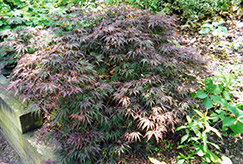 Cutleaf Japanese Maple (Acer palmatum 'Asplenifolium') at A Very Successful Garden Center