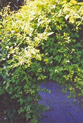 Monkshood Vine (Ampelopsis aconitifolia) at A Very Successful Garden Center