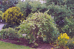 Weeping Vernal Witchhazel (Hamamelis vernalis 'Pendula') at A Very Successful Garden Center