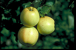 Honeygold Apple (Malus 'Honeygold') at A Very Successful Garden Center