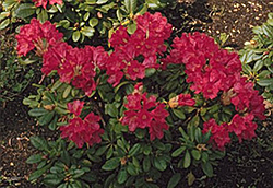 Elviira Rhododendron (Rhododendron 'Elviira') at A Very Successful Garden Center