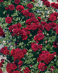 Valentine's Day Rose (Rosa 'WEKamrav') at A Very Successful Garden Center