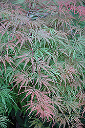 Cutleaf Japanese Maple (Acer palmatum 'Asplenifolium') at A Very Successful Garden Center