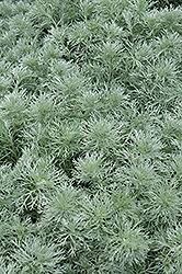 Silver Mound Artemisia (Artemisia schmidtiana 'Silver Mound') at Schulte's Greenhouse & Nursery